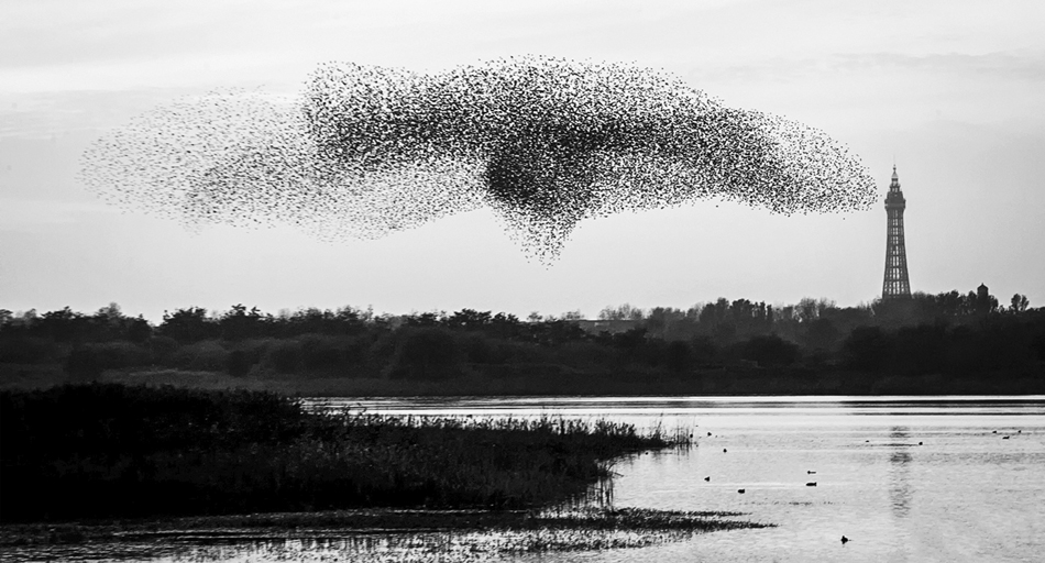 Marton Mere - Blackpool